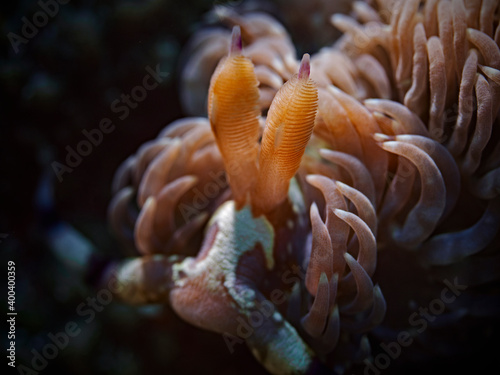 Blue Dragon Nudibranch Portrait (Pteraeolidia ianthina) photo