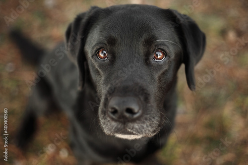 adorable older black labrador dog sitting and looking up at the camera outdoors