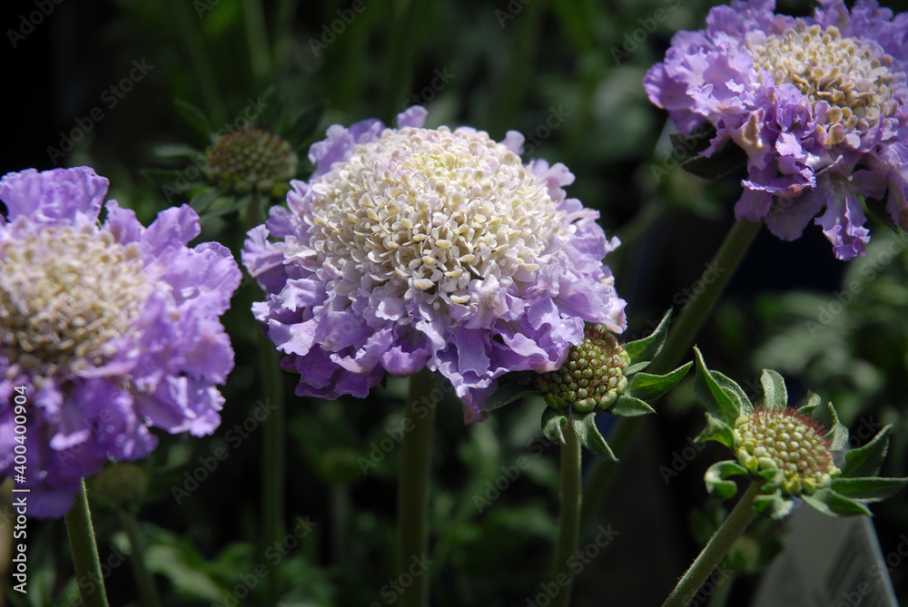 Beautiful white and purple flowers, Scabious Butterfly Blue