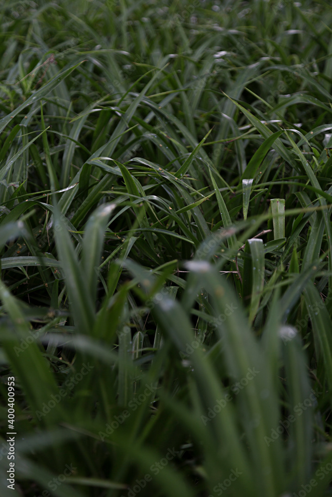 Obraz premium Muchas hojas de pasto verde