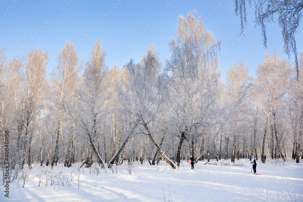 Snow-covered pine forest in winter Snow-covered pine forest in winter