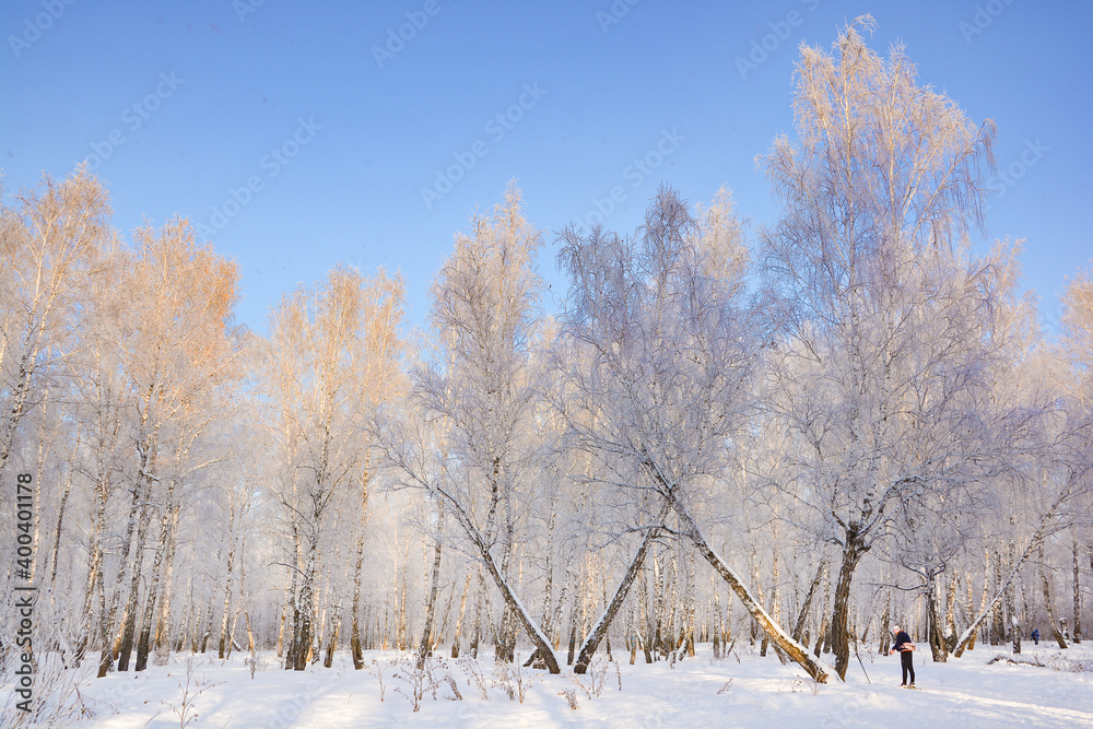 Snow-covered pine forest in winter Snow-covered pine forest in winter