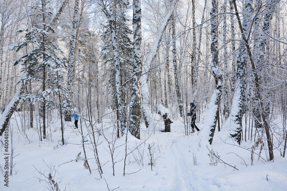 Snow-covered pine forest in winter Snow-covered pine forest in winter