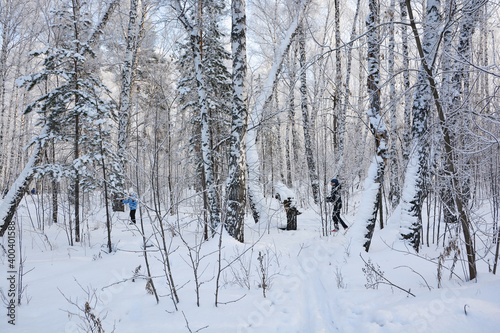 Snow-covered pine forest in winter  © Shrayner