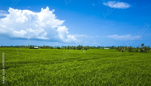 rice field 