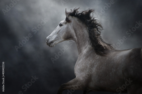 White andalusian horse portrait in motion isolated on dark background