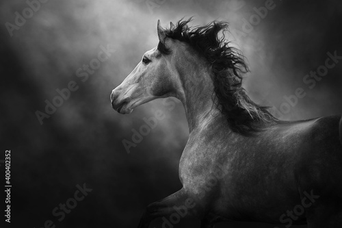 White andalusian horse portrait in motion isolated on dark background. Black and white