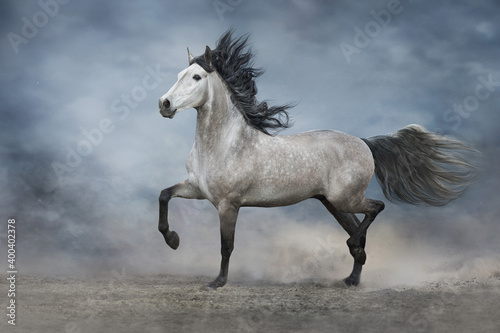 Grey iberian horse run free on desert dust