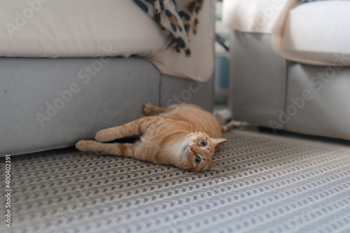 brown tabby cat with green eyes lies on the carpet 