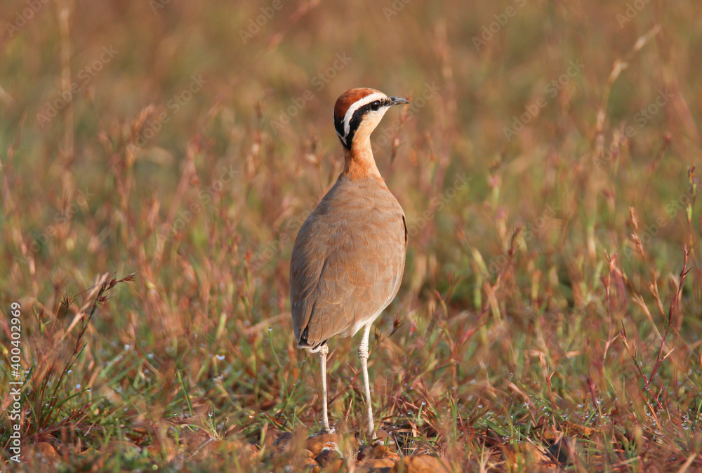 Indian courser standing in meadows Indian courser standing in meadows