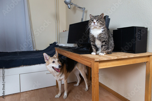 Dog looking at cat sitting on table in living room