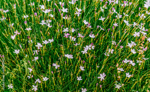  bunch of Dianthus plumarius(binomial name), common pink, garden pink, or wild pink flowers in the grass