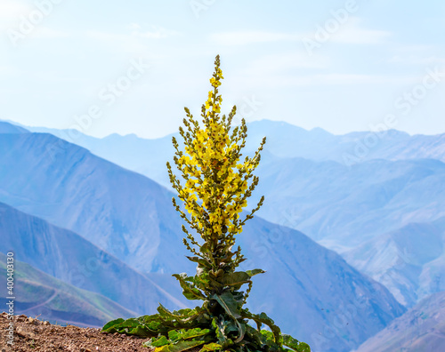 orange mullein, wooly mullein flowers tree in the mountains photo
