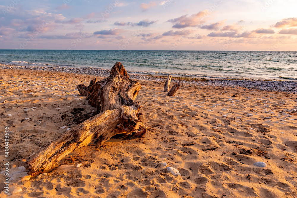 old dead tree stump on a deserted beach old dead tree stump on a deserted beach