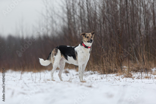 Fototapeta Naklejka Na Ścianę i Meble -  Mixed breed shepherd dog walking in winter field