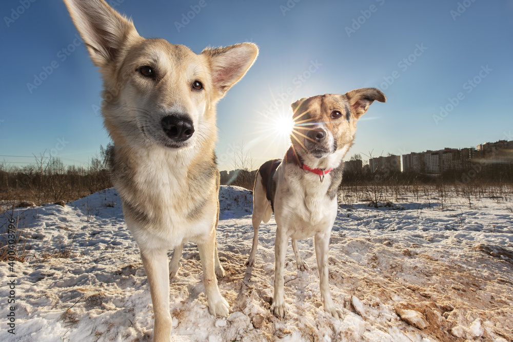 Naklejka premium Two Strong healthy mongrel dogs in winter field