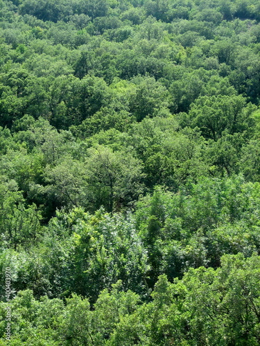 Lush green forest on the mountainside in sunny weather in summer. Excellent uniform background on the theme of the forest, trees, foliage.