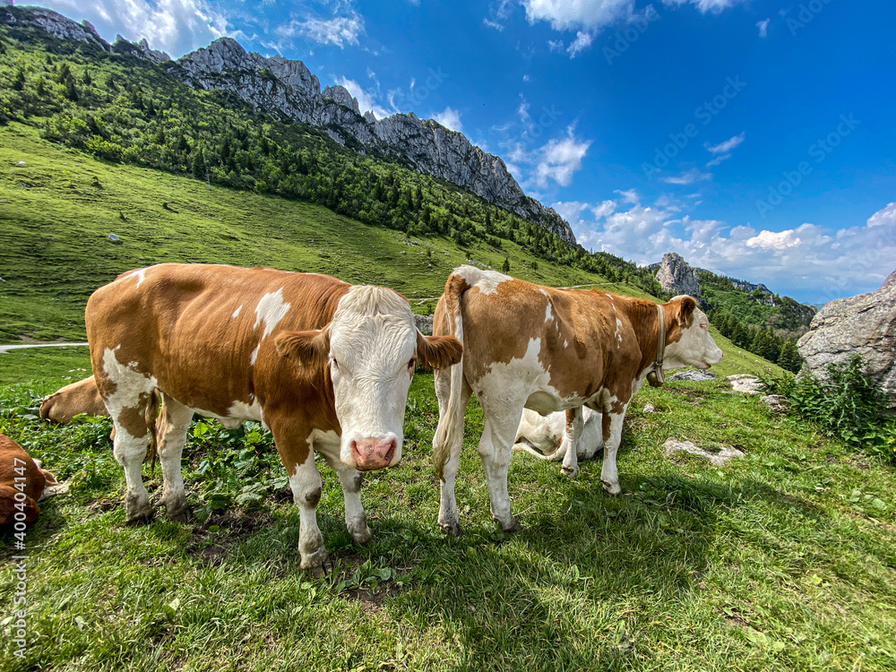 Kühe auf der Alm in den Bergen Kühe auf der Alm in den Bergen