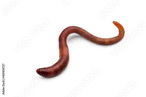 Red earthworm on a white background.