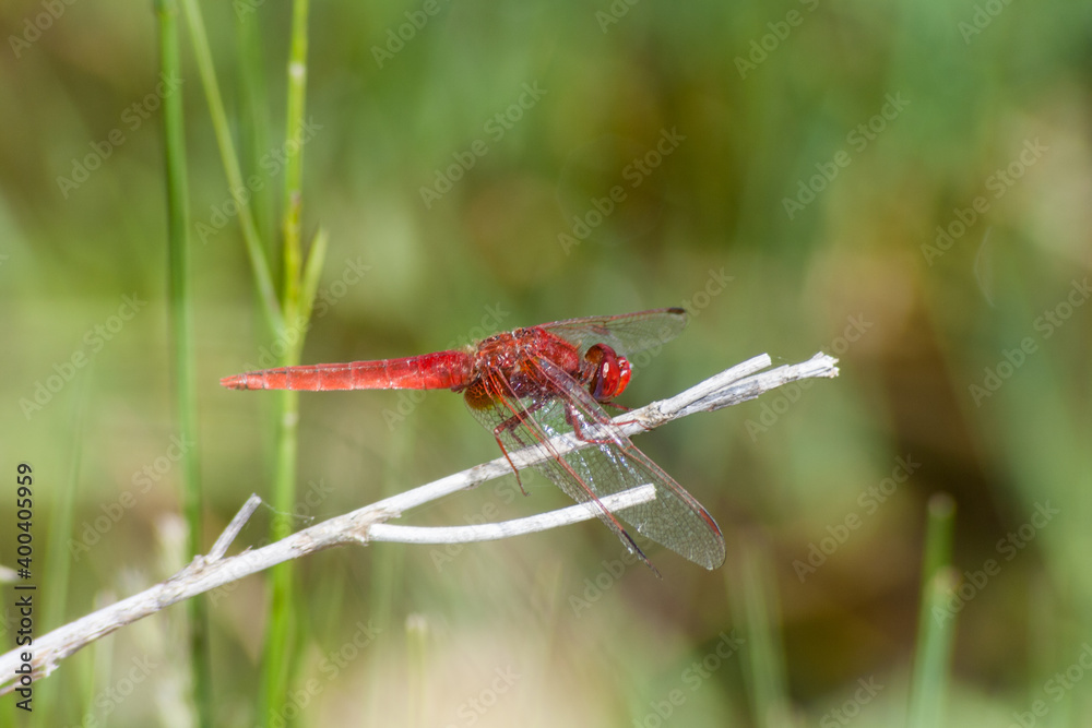 A red dragonfly on a branch of a plant A red dragonfly on a branch of a plant