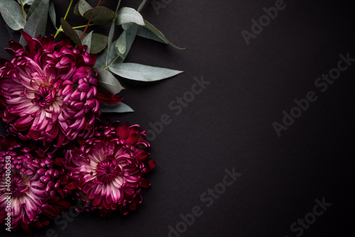a burgundy chrysanthemum bud on a black background. space for text.  flat lay. top view. 