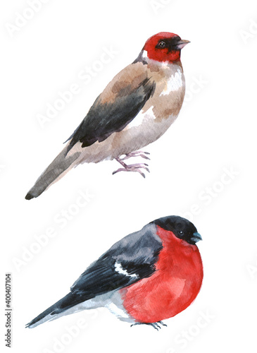Watercolor bullfinch and goldfinch on a white background. Illustration with winter bird. Winter image