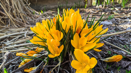 yellow crocus flowers