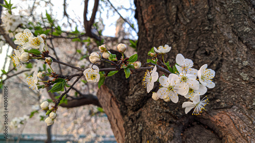 flowers of a tree