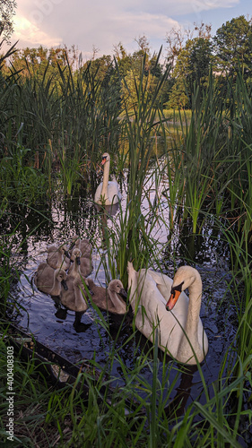 swan on the lake