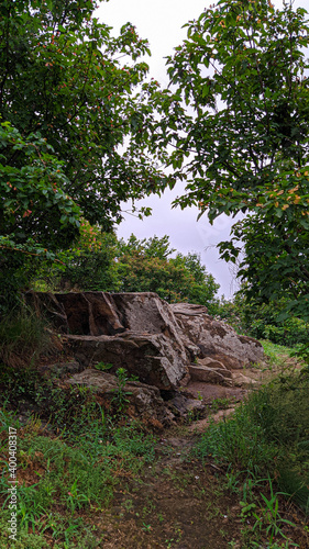 tree in the forest