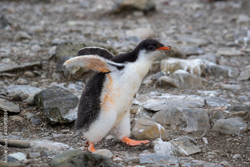 Gentoo penguin chick walks among rocks in Antarctica. Close-up.