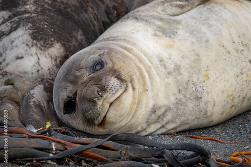 A female elephant seal lies on the beach and looks directly into the camera. close-up.