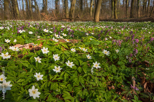 Buschwindr  schen  Anemone nemorosa  DE  NRW  Leverkusen-Opladen 2020 03 27 15 22 16