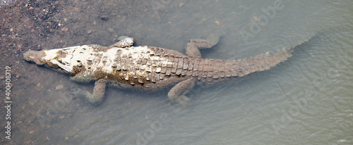 American narrow-faced crocodile lies near the coast in troubled waters.