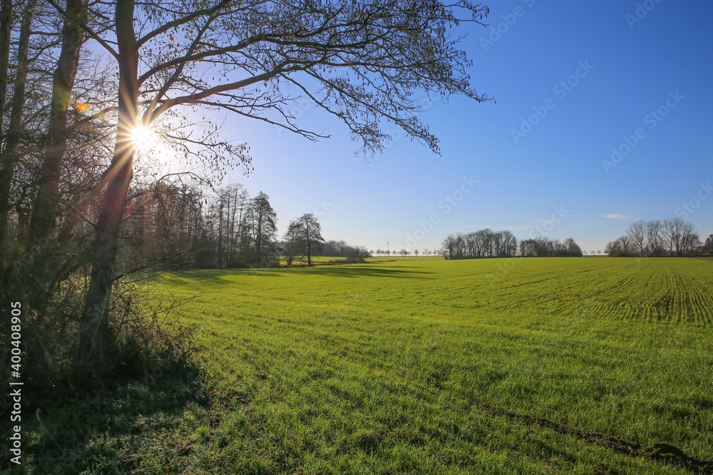 View on green agricuture field with bare trees in winter, sunburst effect - Germany, lower rhine area