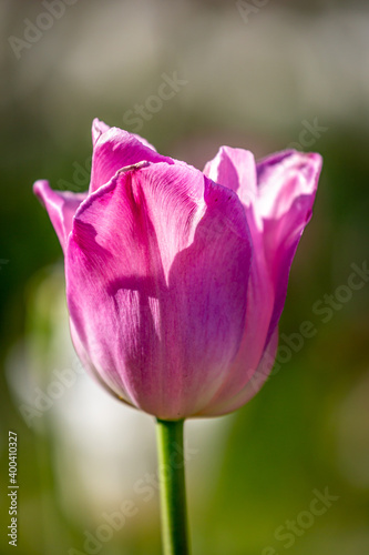 A Close Up of a Pink Tulip