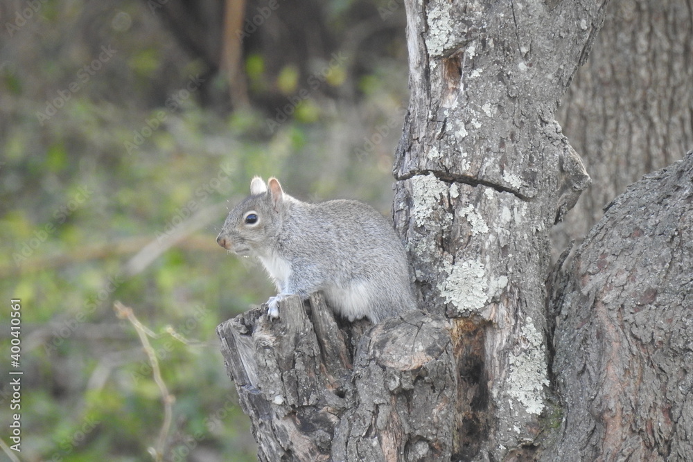 Eastern gray squirrel enjoying a day in Cecil County, Elkton, Maryland.