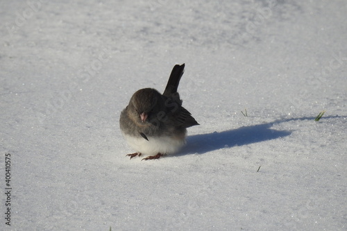 Dark-eyed junco collecting birdseed atop the fallen snow in Cecil County, Maryland. photo