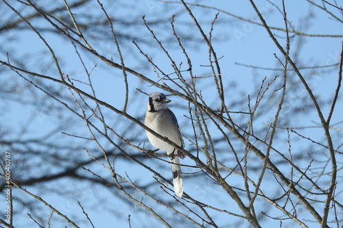 Blue jay perched in a tree in Cecil County, Elkton, Maryland.