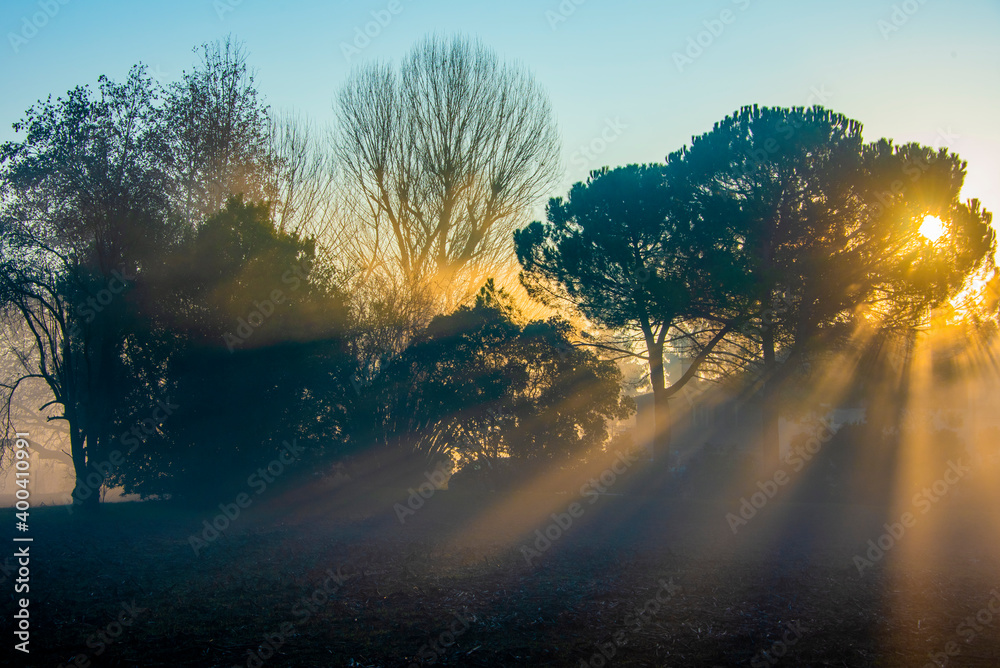 sun fog and trees one