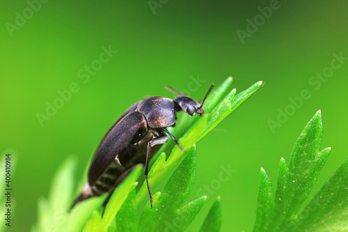 Coleoptera flower fleas crawling on weeds © zhang yongxin