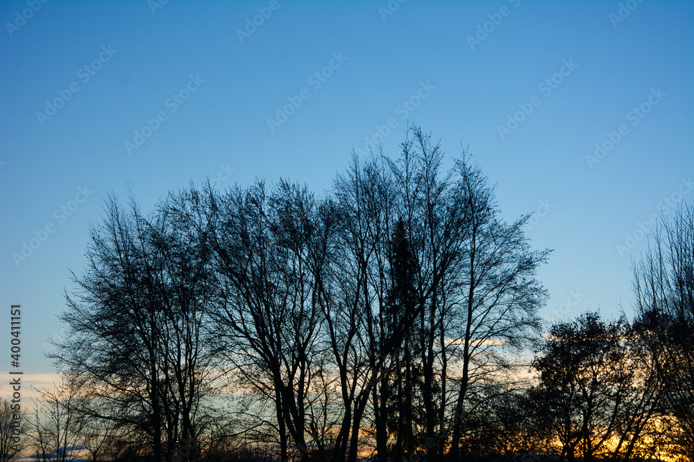 Tree in sunset with clear winter sky