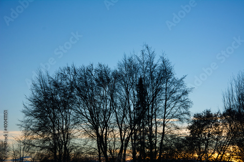 Tree in sunset with clear winter sky