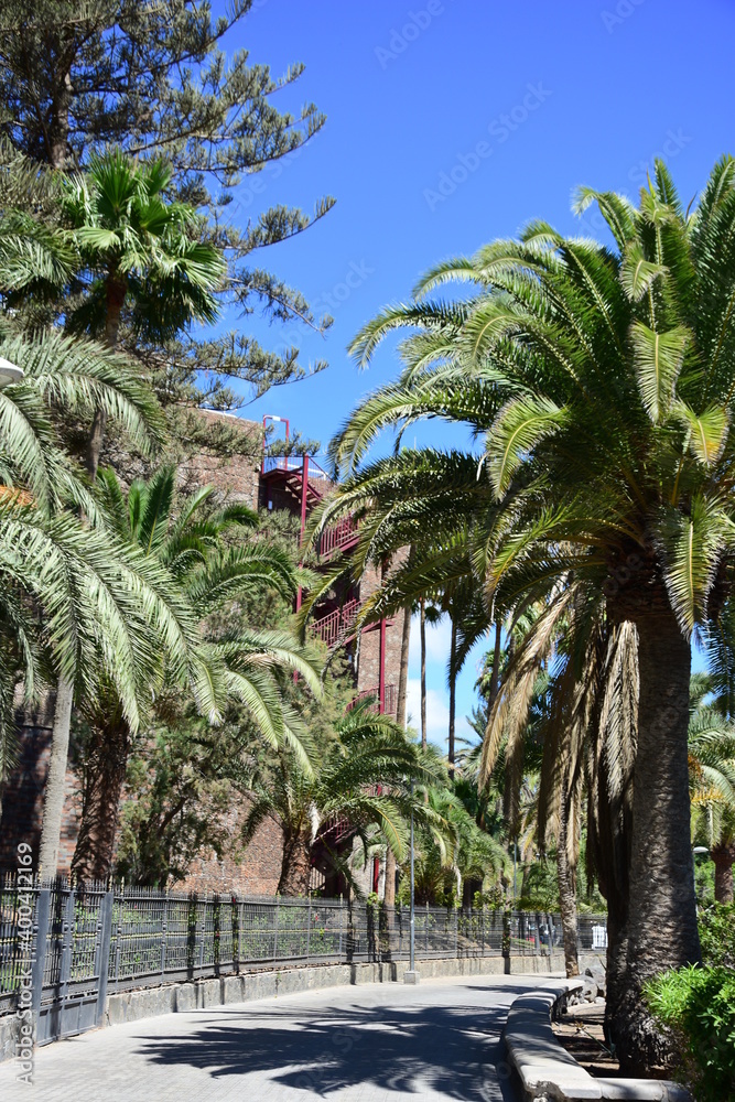 Fototapeta premium Palmenstrasse