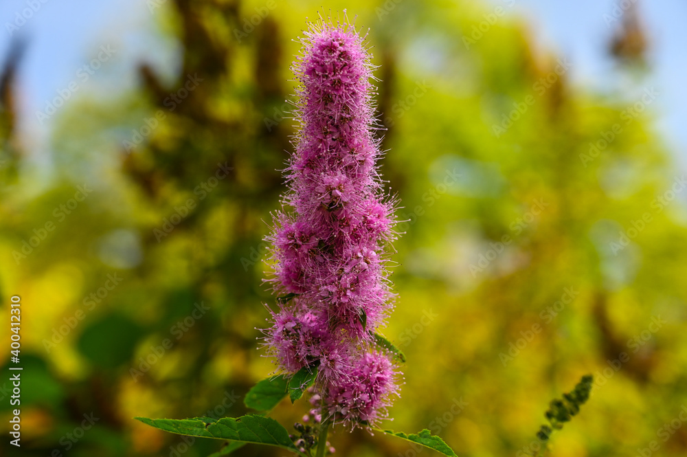Closeup of a pink colored Spiraea salicifolia blossom. This beautiful wild plant is growing in the forest under a clear blue sky. Closeup of a pink colored Spiraea salicifolia blossom. This beautiful wild plant is growing in the forest under a clear blue sky.