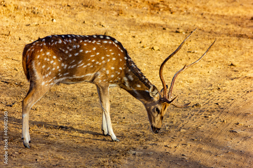 Slika na platnu Chital Stag with large antlers nibbling on grass in the parched and dry jungle in Gir National Park, Gujarat