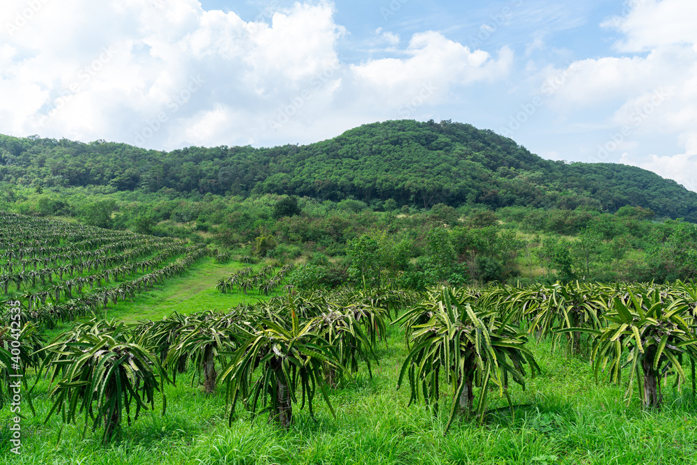 kenny dragon fruit tree farm at Thailand country landscape