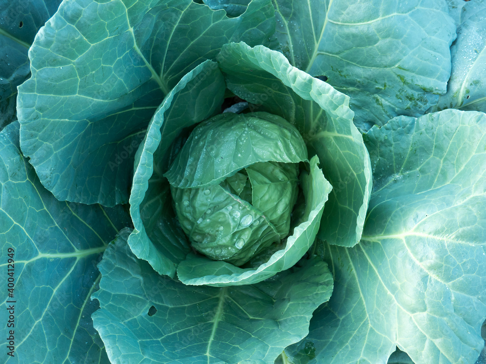 Obraz premium cabbage in bio garden