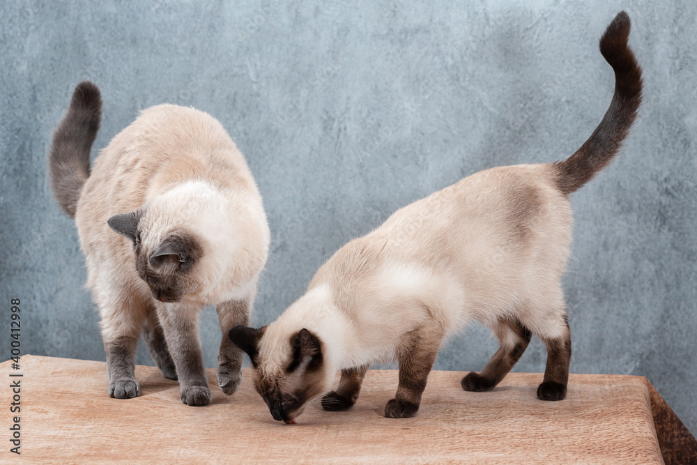 Two young Thai cats on the table on a gray background