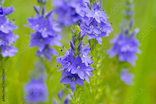 Veronica teucrium flowers on the field in daylight on green background. Bright violet spiked flowering plants.